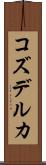 コズデルカ Scroll