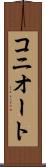 コニオート Scroll