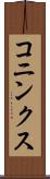 コニンクス Scroll