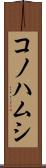 コノハムシ Scroll