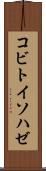 コビトイソハゼ Scroll