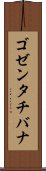 ゴゼンタチバナ Scroll