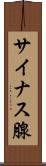 サイナス腺 Scroll