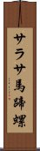 サラサ馬蹄螺 Scroll