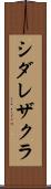 シダレザクラ Scroll