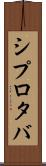 シプロタバ Scroll