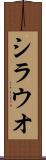 シラウオ Scroll