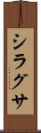 シラグサ Scroll