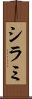 シラミ Scroll