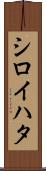 シロイハタ Scroll