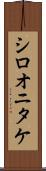 シロオニタケ Scroll