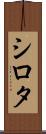 シロタ Scroll