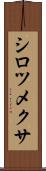 シロツメクサ Scroll