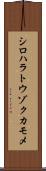 シロハラトウゾクカモメ Scroll
