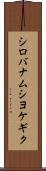 シロバナムシヨケギク Scroll