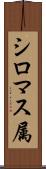 シロマス属 Scroll