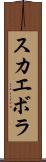 スカエボラ Scroll