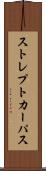 ストレプトカーパス Scroll