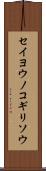 セイヨウノコギリソウ Scroll