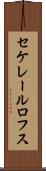 セケレールロフス Scroll