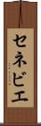 セネビエ Scroll