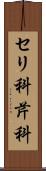 セリ科 Scroll