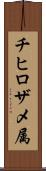 チヒロザメ属 Scroll