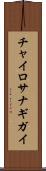 チャイロサナギガイ Scroll