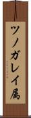 ツノガレイ属 Scroll