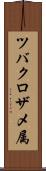 ツバクロザメ属 Scroll