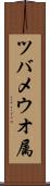 ツバメウオ属 Scroll