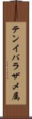 テンイバラザメ属 Scroll