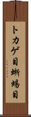 トカゲ目 Scroll