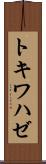 トキワハゼ Scroll