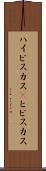 ハイビスカス(P) Scroll