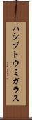 ハシブトウミガラス Scroll