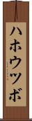 ハホウツボ Scroll