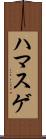 ハマスゲ Scroll
