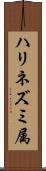ハリネズミ属 Scroll