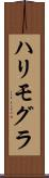ハリモグラ Scroll