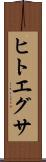 ヒトエグサ Scroll