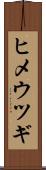 ヒメウツギ Scroll