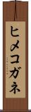 ヒメコガネ Scroll