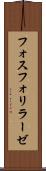 フォスフォリラーゼ Scroll