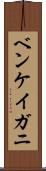 ベンケイガニ Scroll