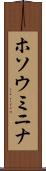 ホソウミニナ Scroll
