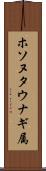 ホソヌタウナギ属 Scroll