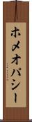 ホメオパシー Scroll