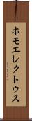 ホモ・エレクトゥス Scroll