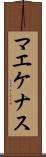 マエケナス Scroll